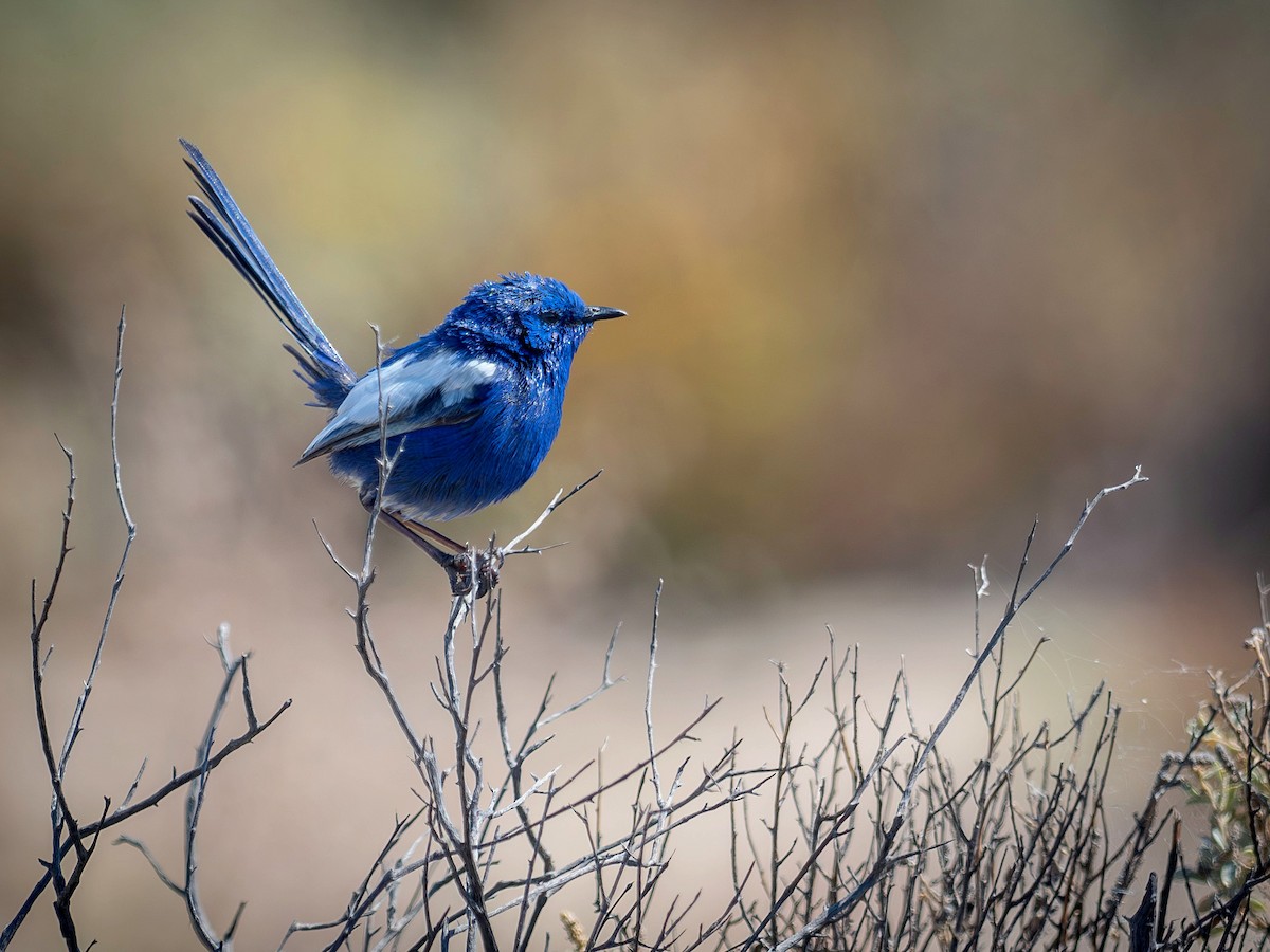 Малюр білокрилий (підвид leuconotus) - ML646522355