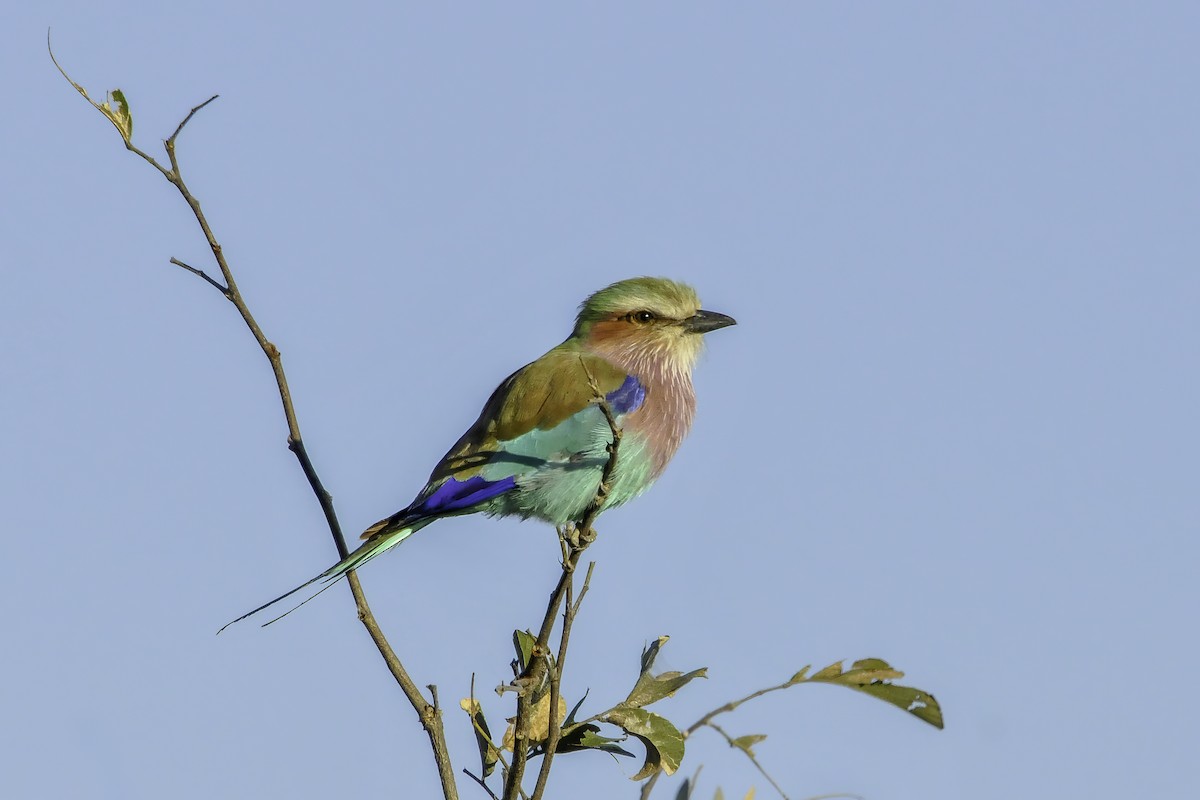 Lilac-breasted Roller - ML646522360