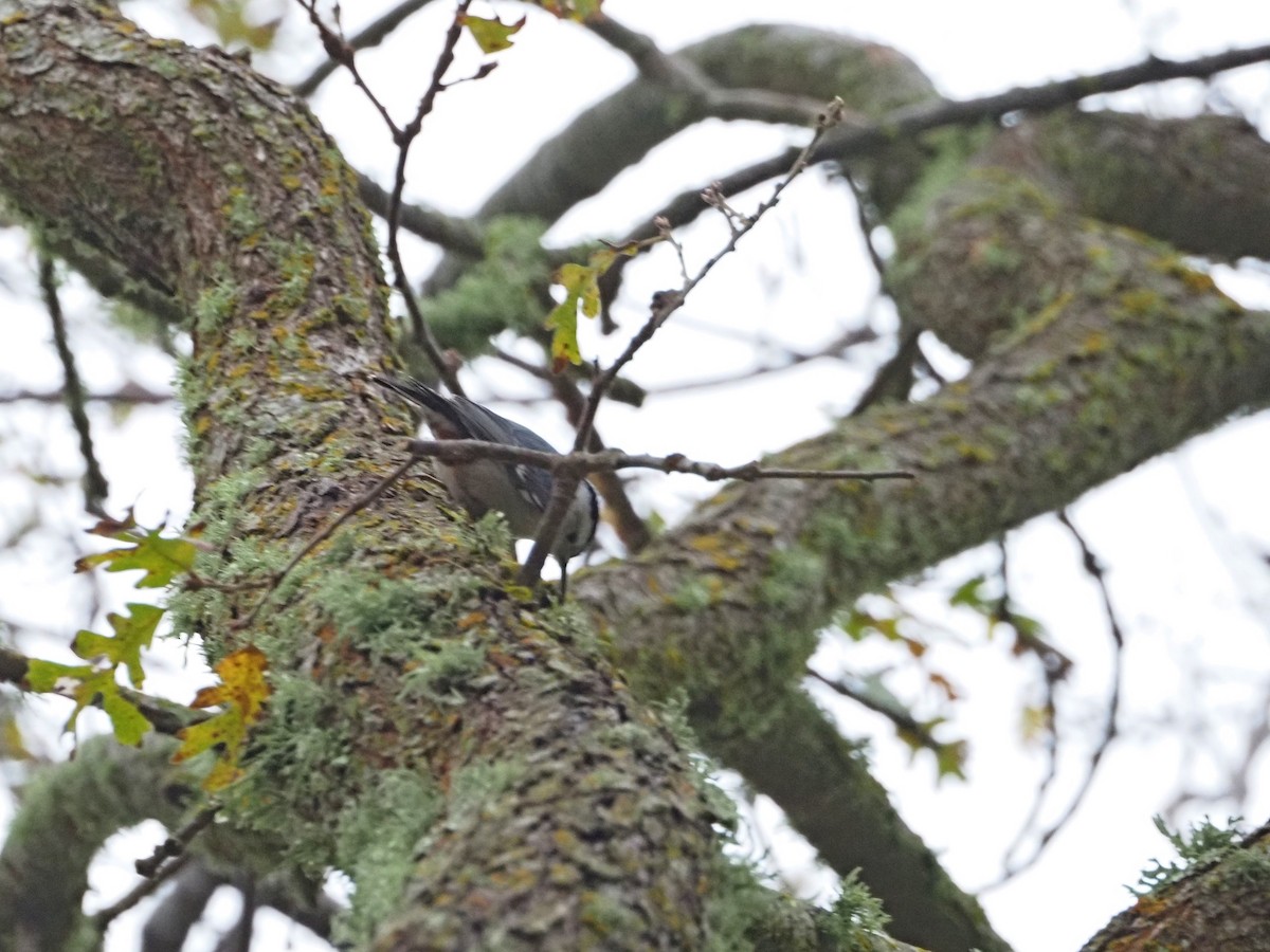 White-breasted Nuthatch - ML646522361