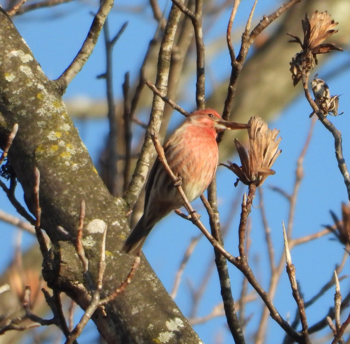 House Finch - ML646522362