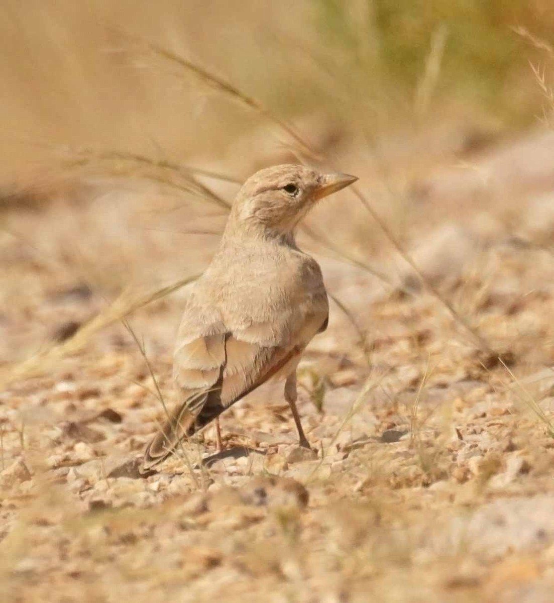 Terrera Sahariana - ML646522365