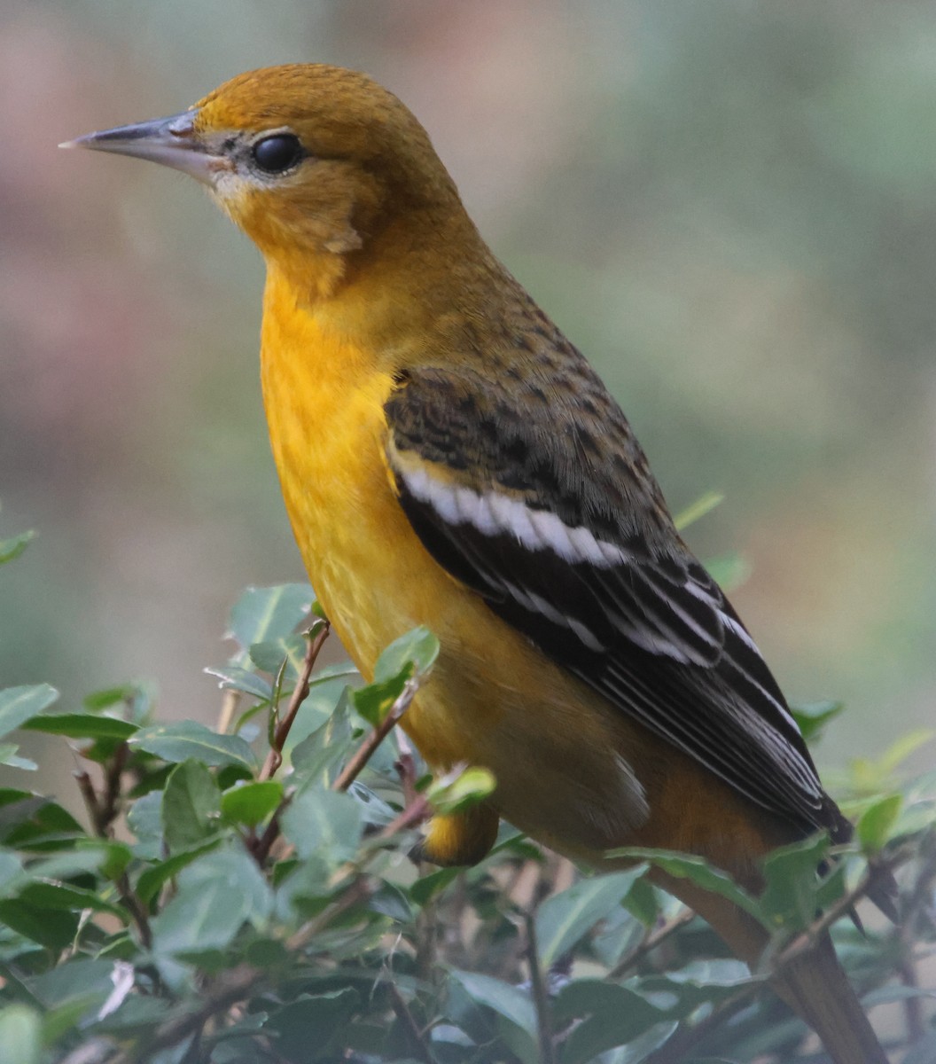Baltimore Oriole - ML646522366