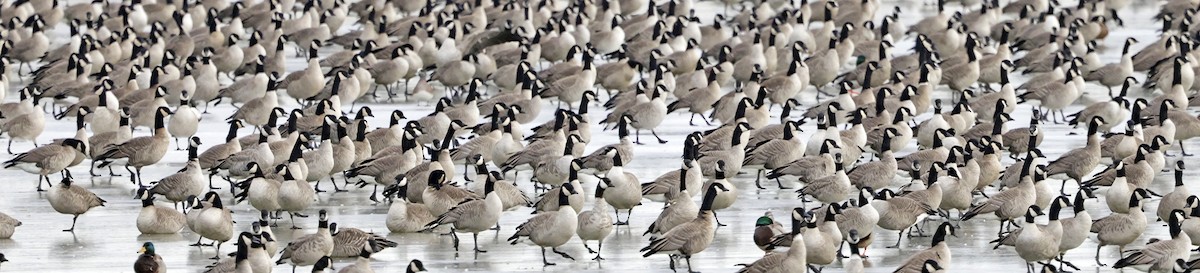 Cackling Goose - ML646522368