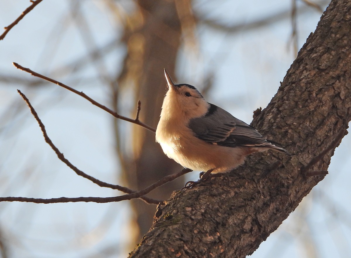 White-breasted Nuthatch - ML646522377