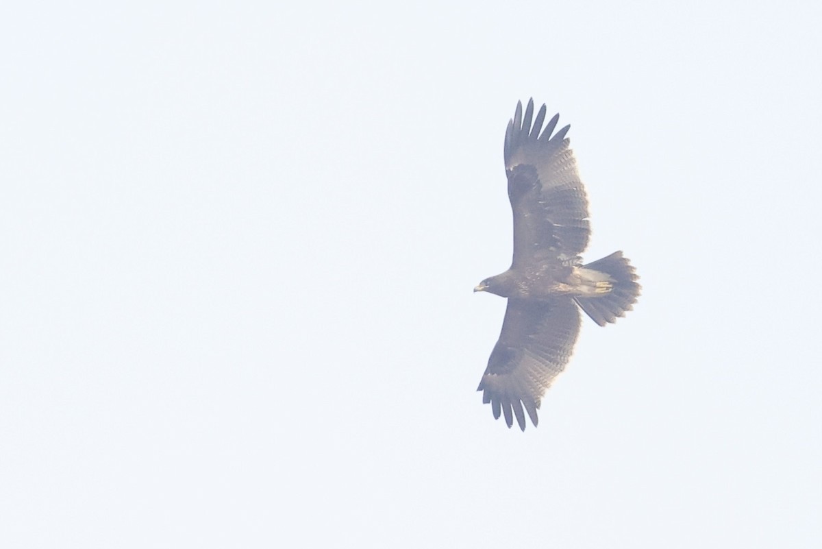 Indian Spotted Eagle - ML646522379