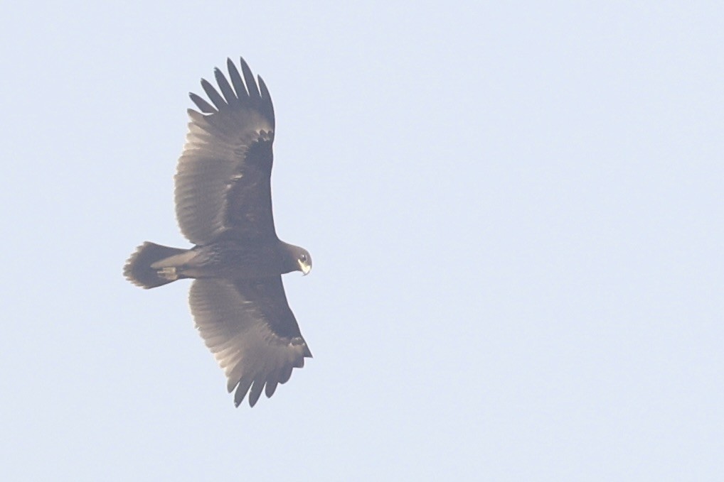 Greater Spotted Eagle - ML646522380