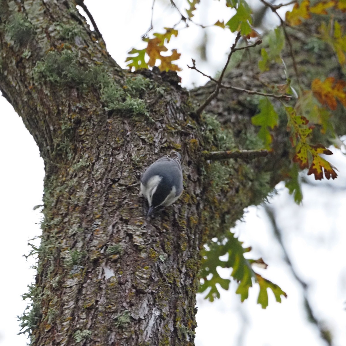 White-breasted Nuthatch - ML646522381