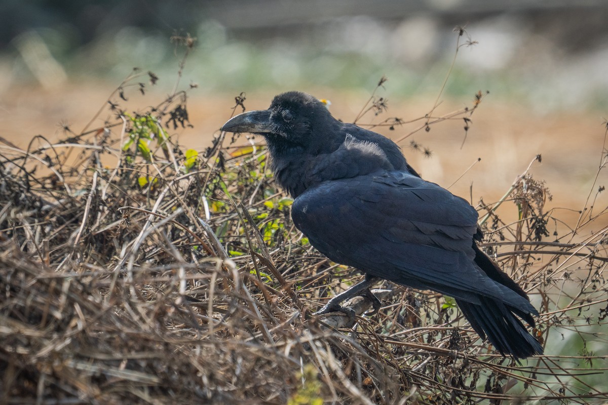 Large-billed Crow - ML646522392