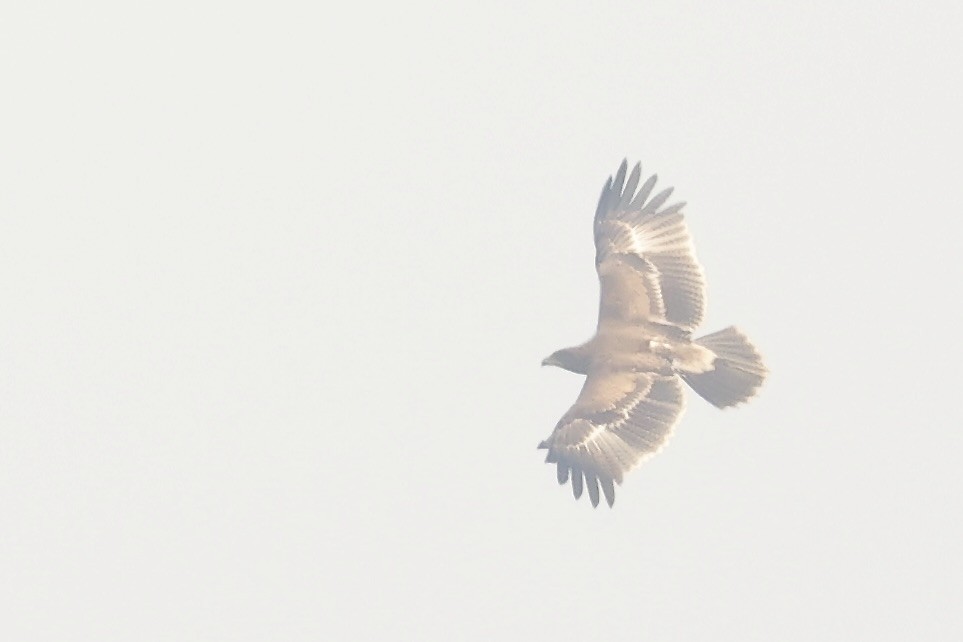 Indian Spotted Eagle - ML646522393