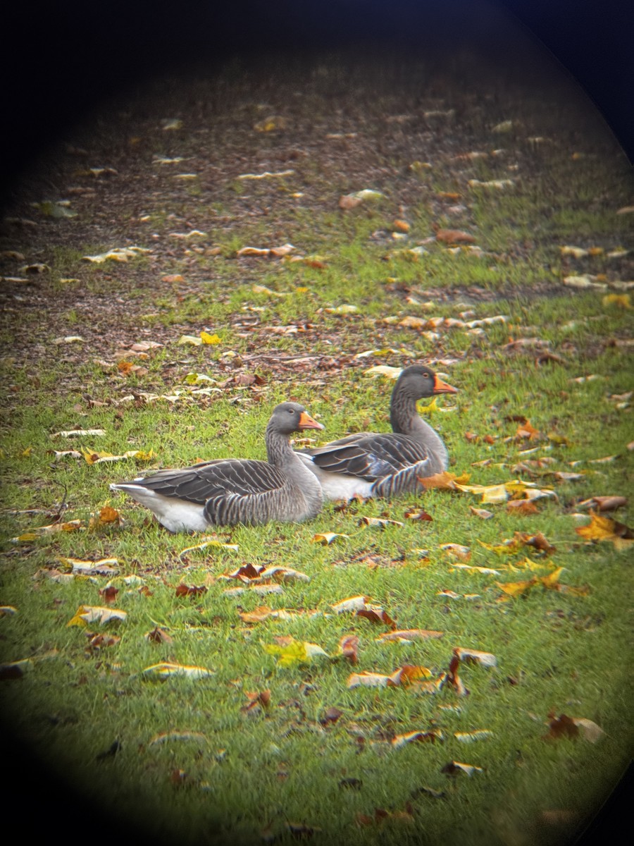 Graylag Goose - ML646522395
