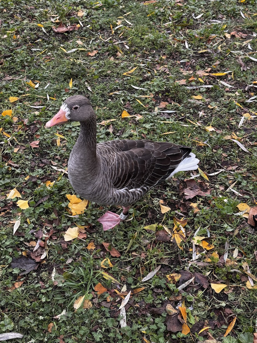 Graylag Goose - ML646522396