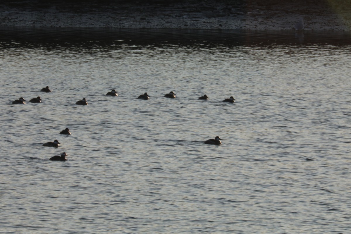 Ruddy Duck - ML646522398