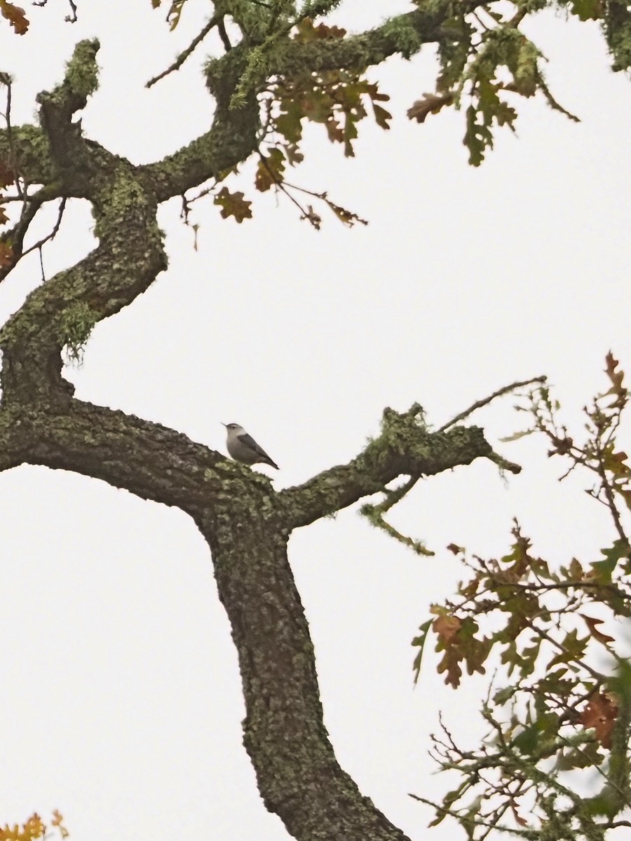 White-breasted Nuthatch - ML646522399