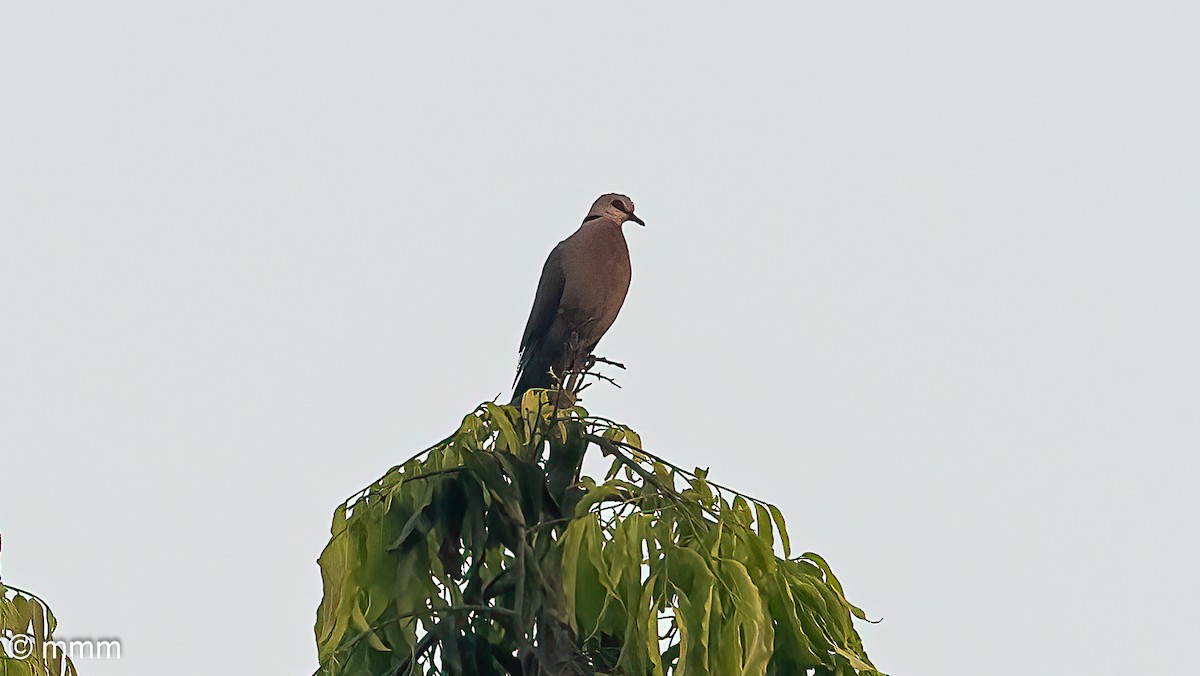 Red-eyed Dove - ML646522400