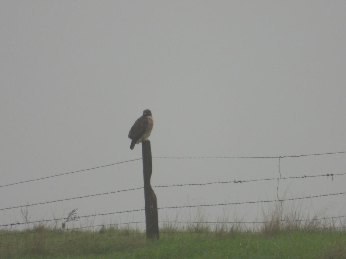 Red-tailed Hawk - ML646522408