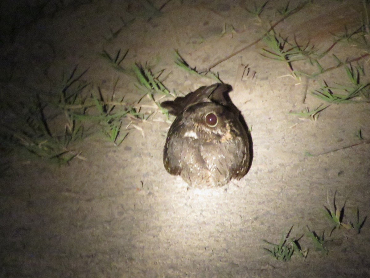 Little Nightjar - ML646522411