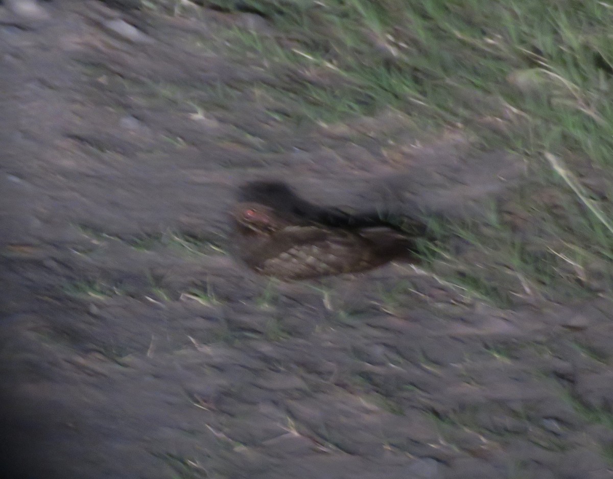 Little Nightjar - ML646522412