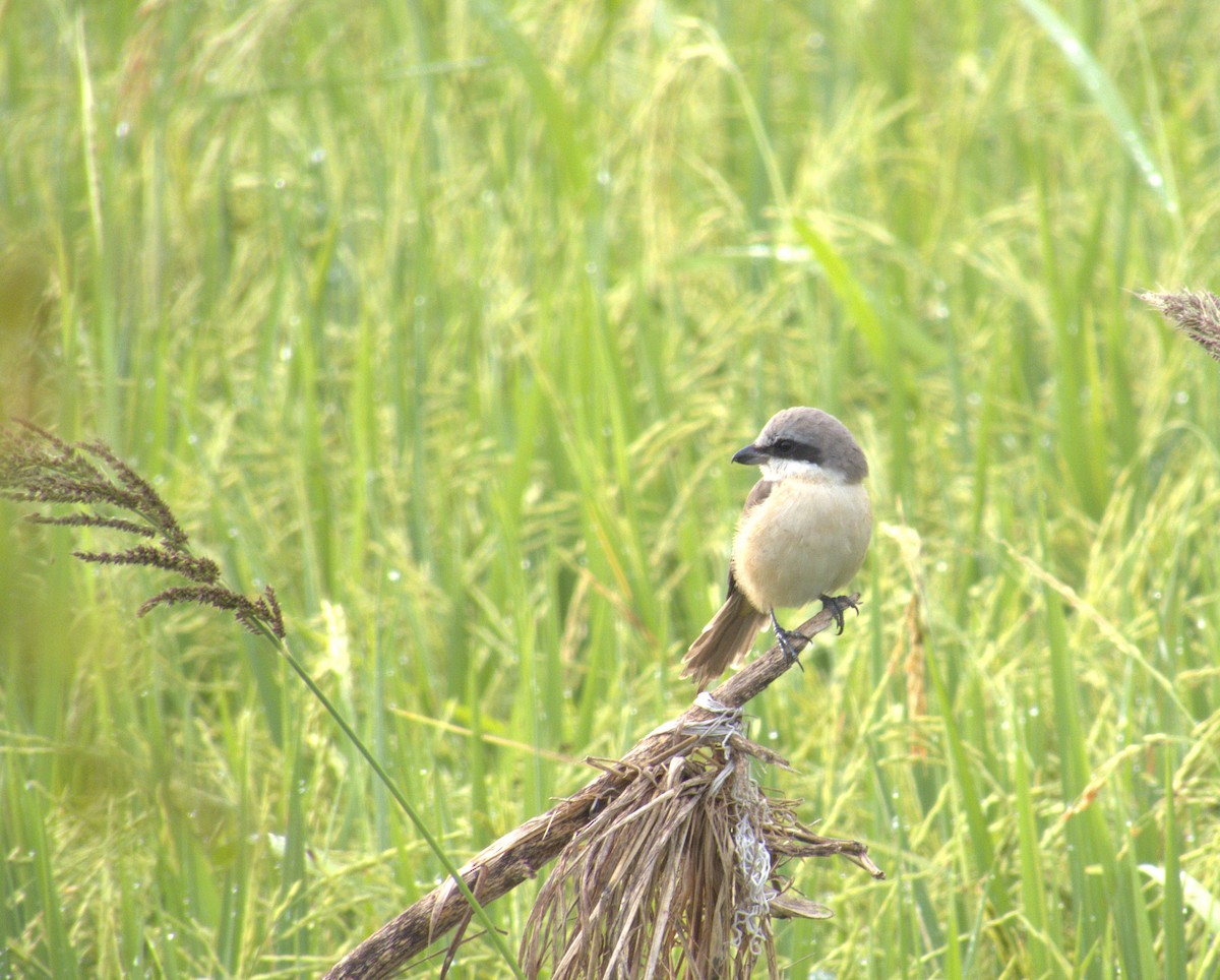 Brown Shrike - ML646522415