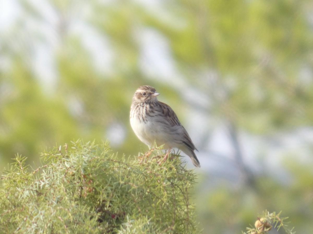 Meadow Pipit - ML646522416