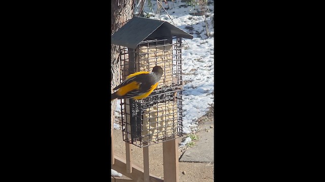 Baltimore Oriole - ML646522417