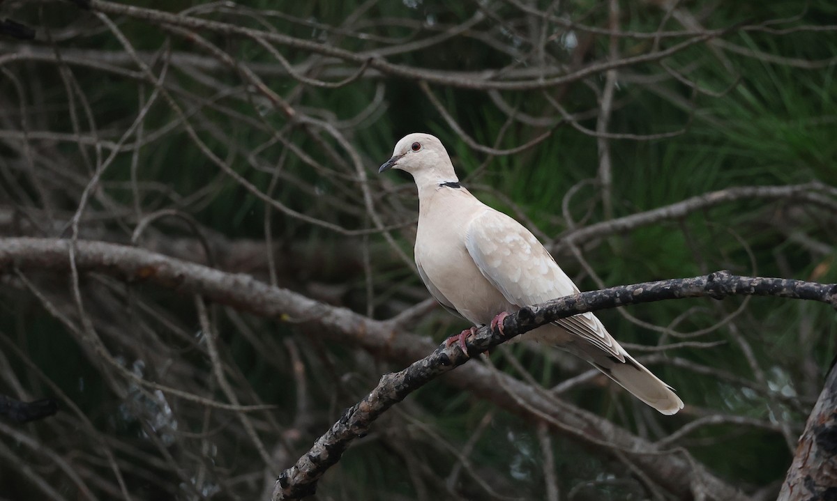 Eurasian Collared-Dove - ML646522418
