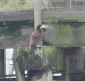 Cocos Booby - ML646522420