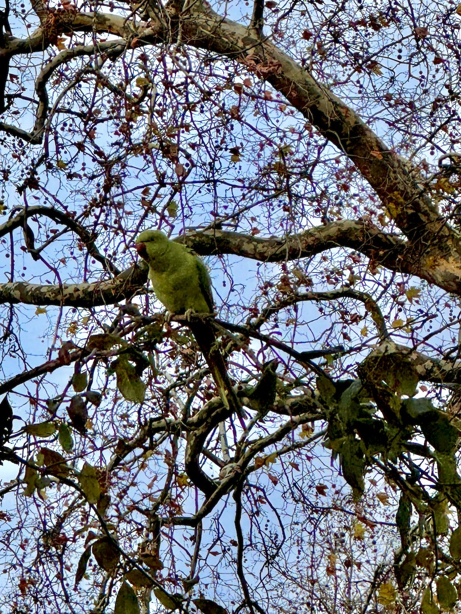 Rose-ringed Parakeet - ML646522421