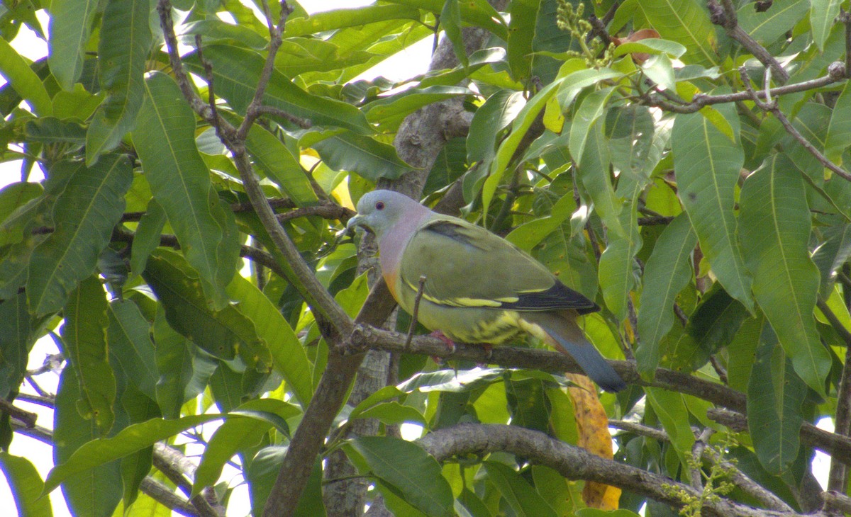 Pink-necked Green-Pigeon - ML646522428