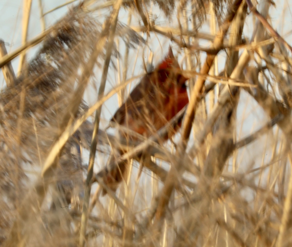 Northern Cardinal - ML646522430