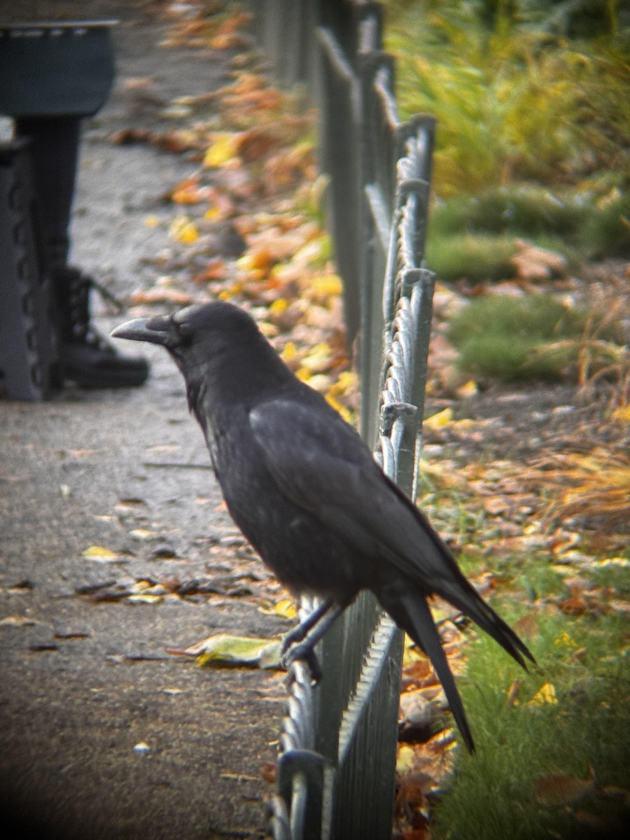 Carrion Crow - ML646522431