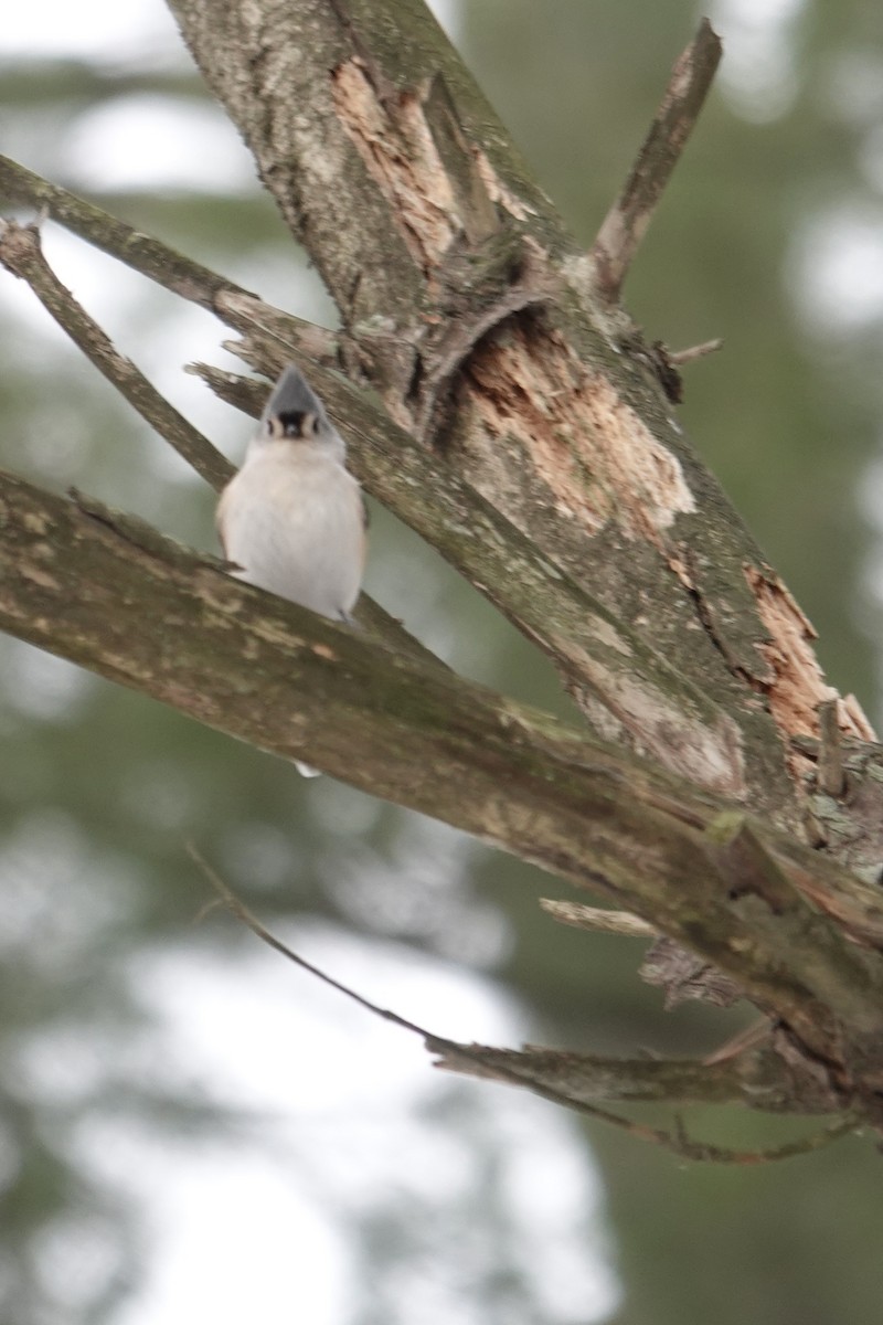 Tufted Titmouse - ML646522432
