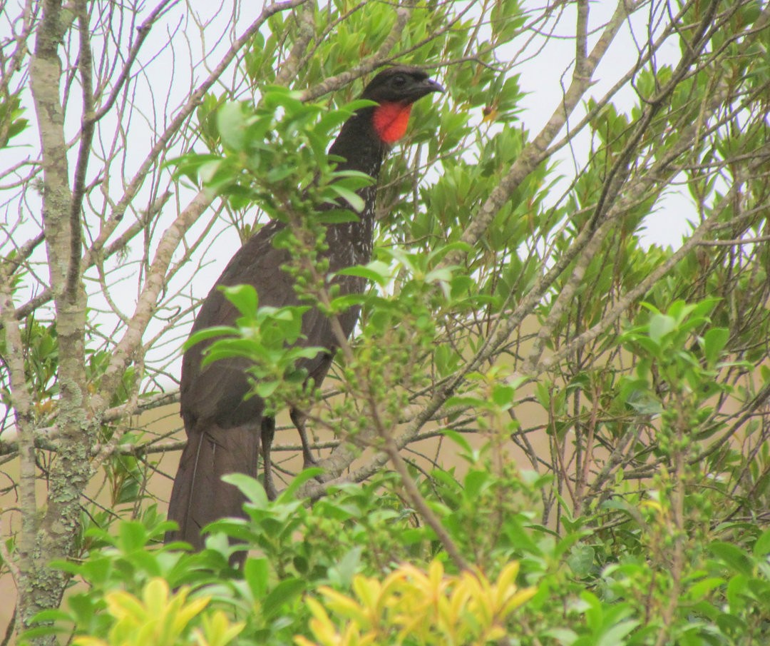 Dusky-legged Guan - ML646522434
