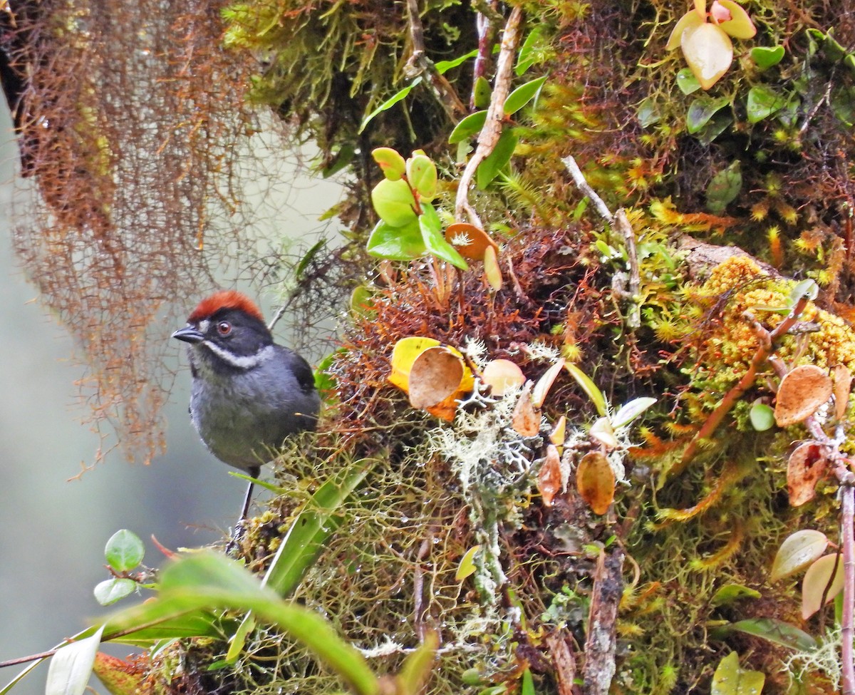Northern Slaty Brushfinch - ML646522435