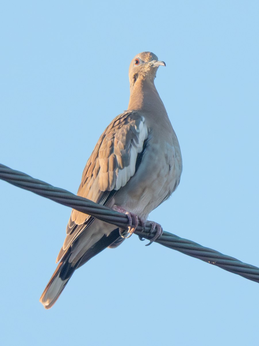 White-winged Dove - ML646522436