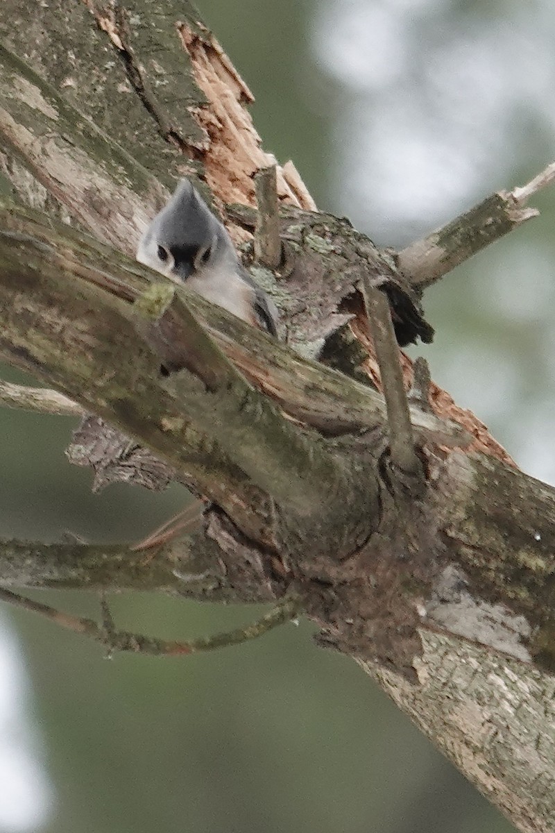 Tufted Titmouse - ML646522440