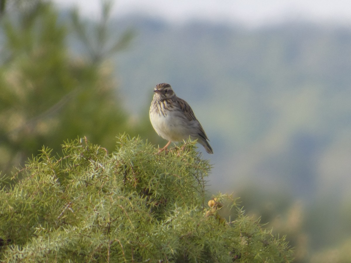 Wood Lark - ML646522441