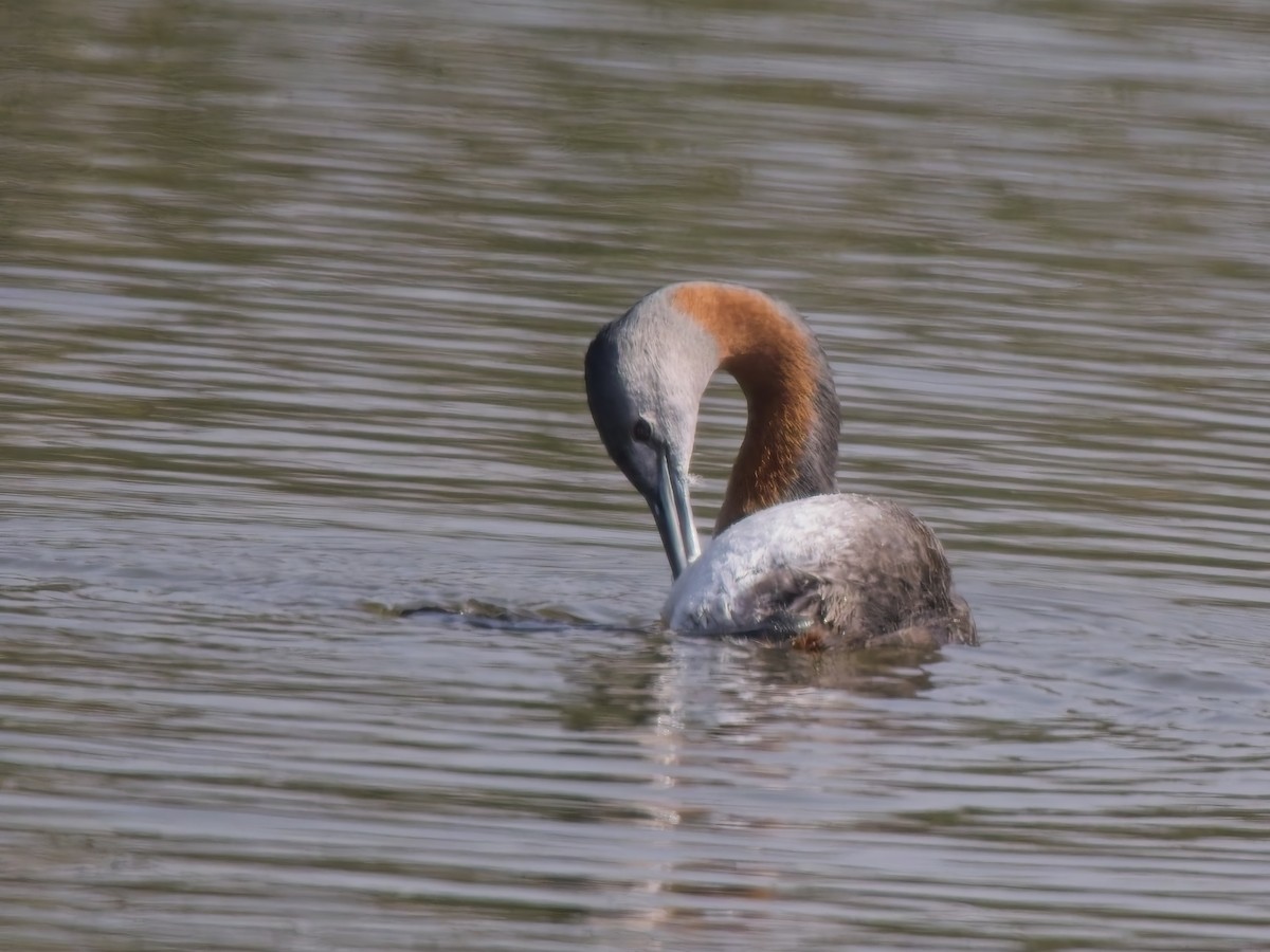 Great Grebe - ML646522443