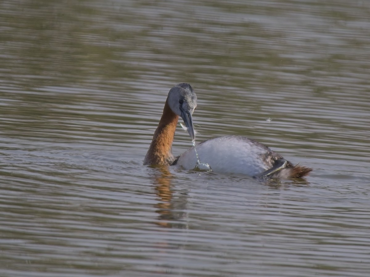 Great Grebe - ML646522444