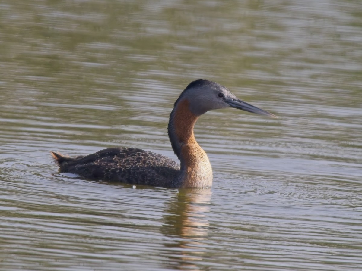 Great Grebe - ML646522445