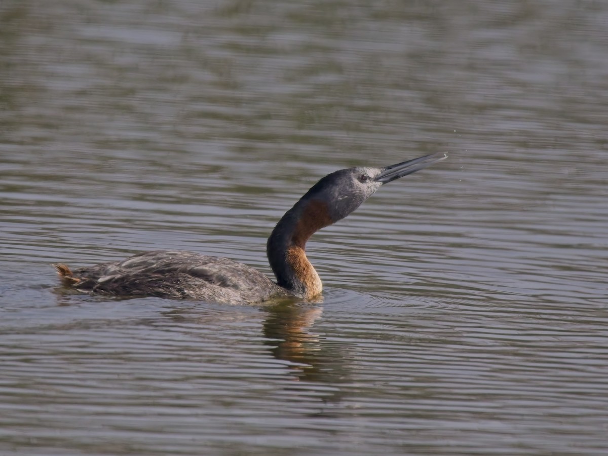 Great Grebe - ML646522446