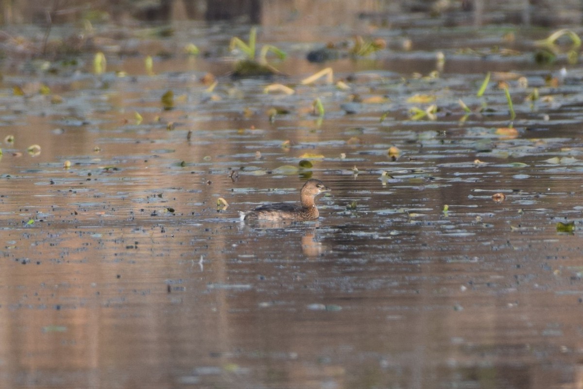 potápka americká - ML646522447