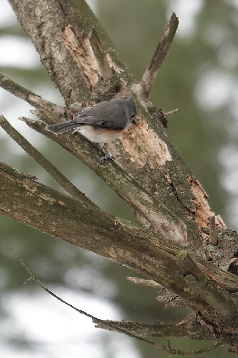 Tufted Titmouse - ML646522449