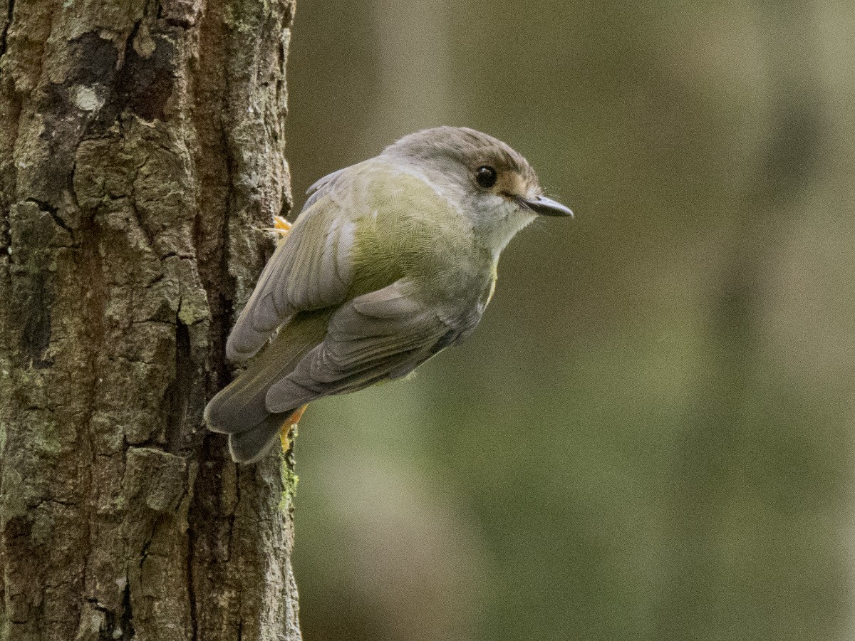 Большеголовая дриада - ML646522452