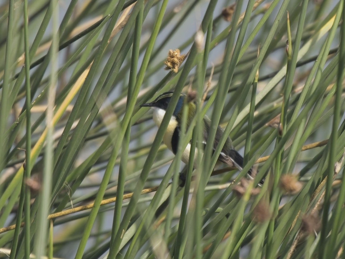 Many-colored Rush Tyrant - ML646522453