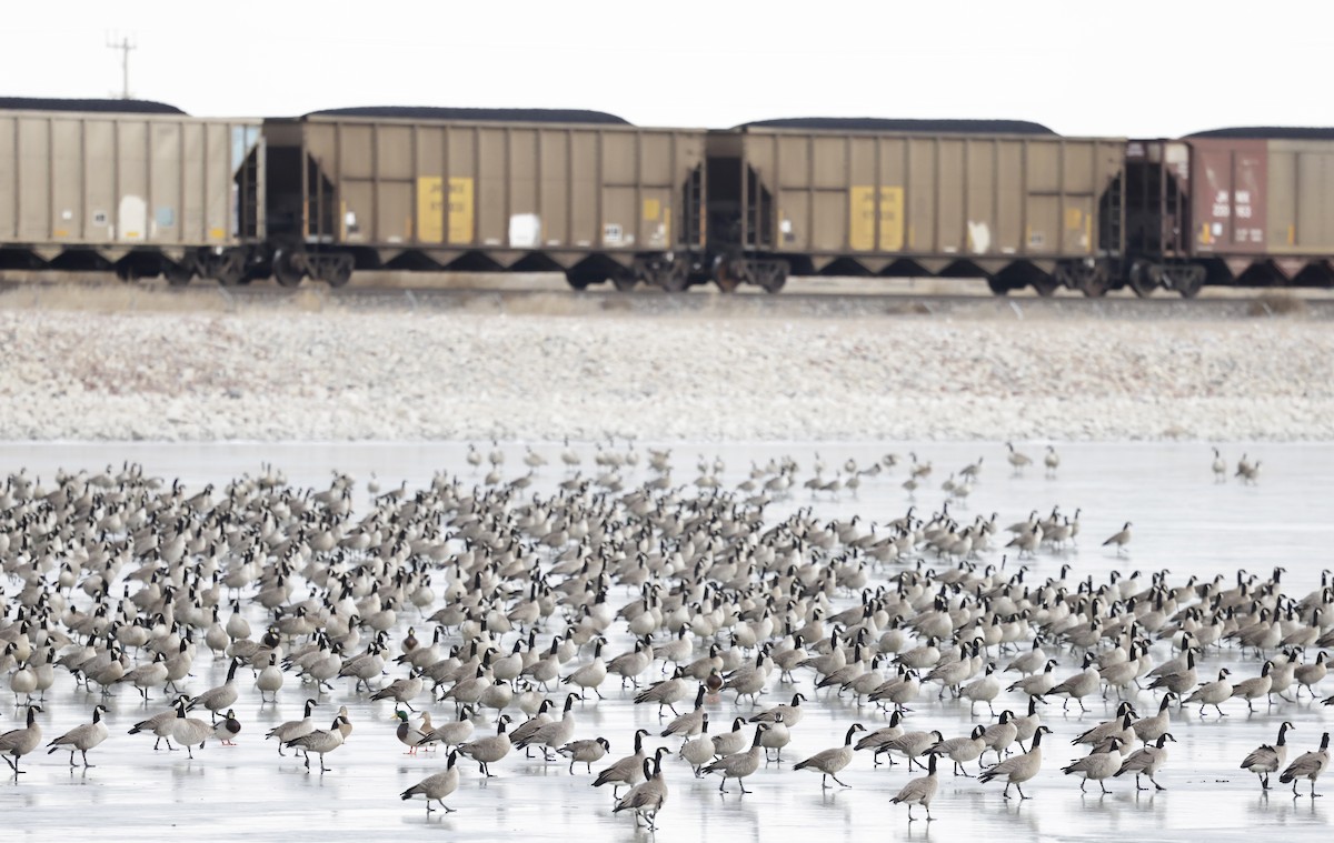 Cackling Goose - ML646522455