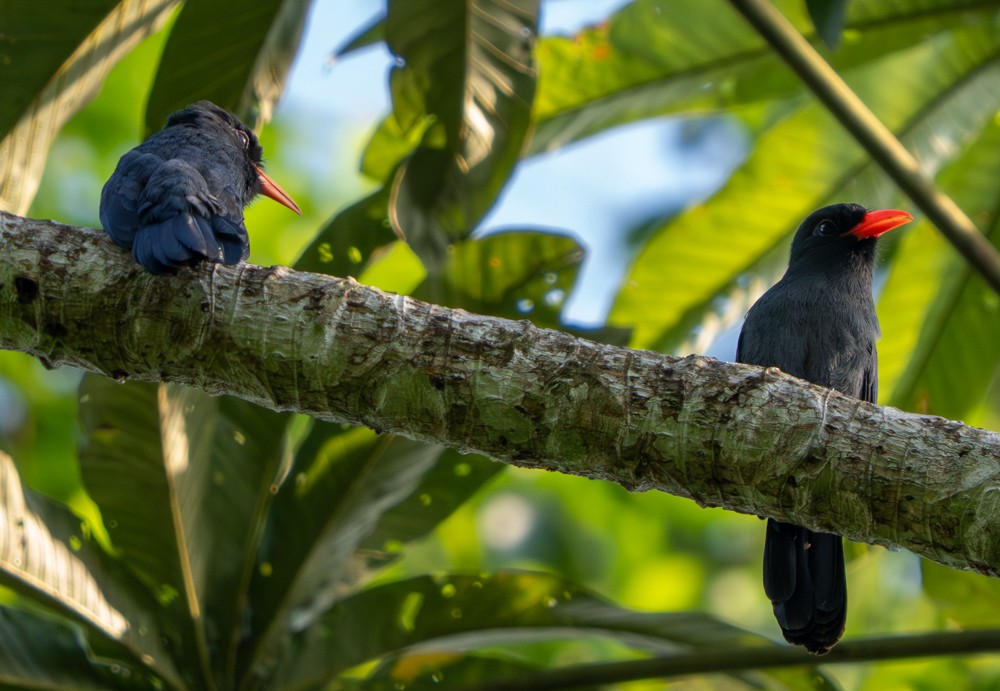 Barbacou unicolore - ML646522457