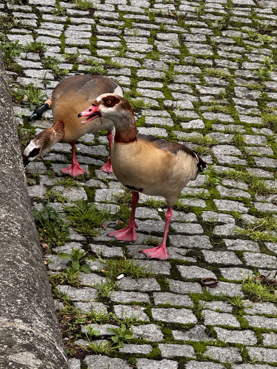 Egyptian Goose - ML646522459