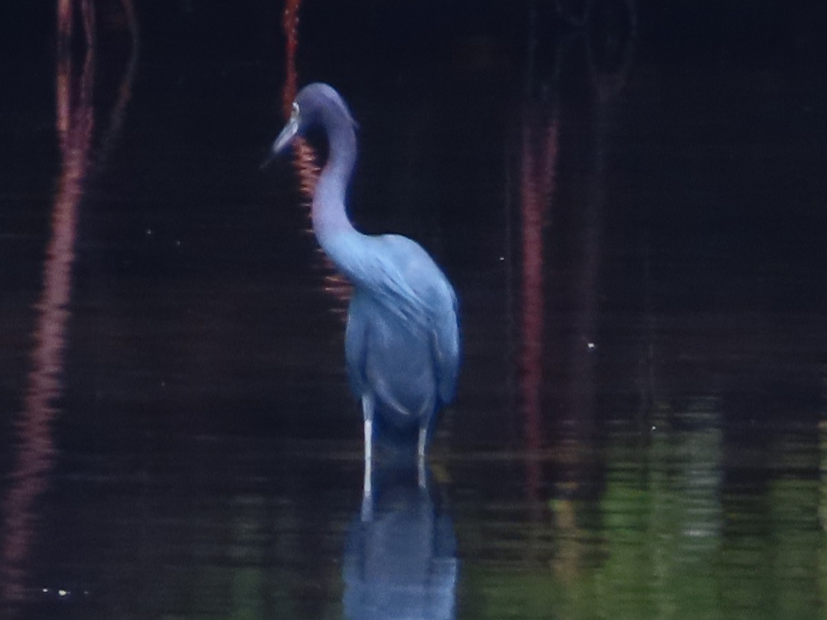 Чепура блакитна - ML646522461