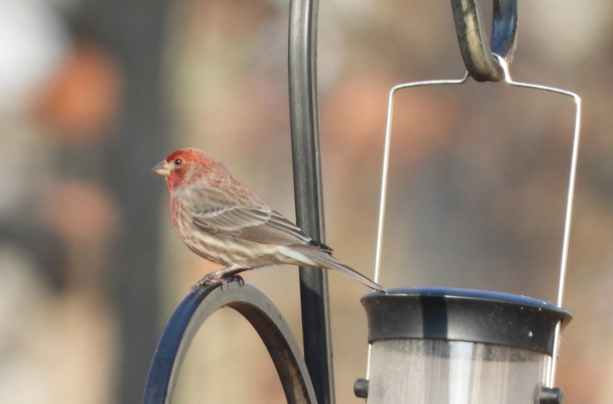 House Finch - ML646522462