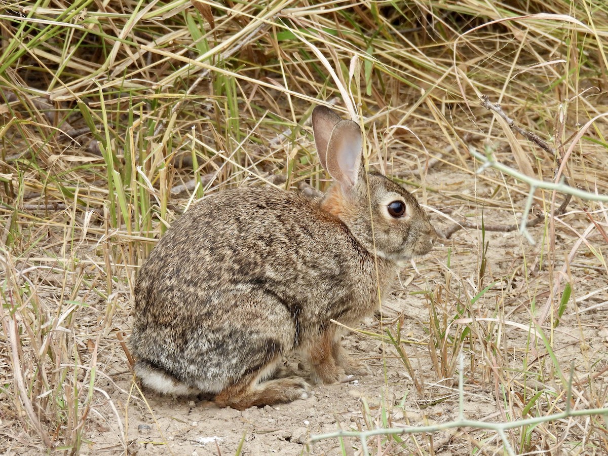 Mammals - ML646522463